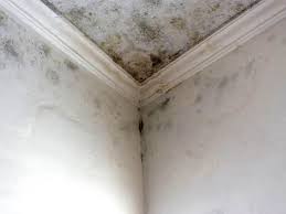 Why You Should Choose Our Mold Remediation Services in Grantville, GA